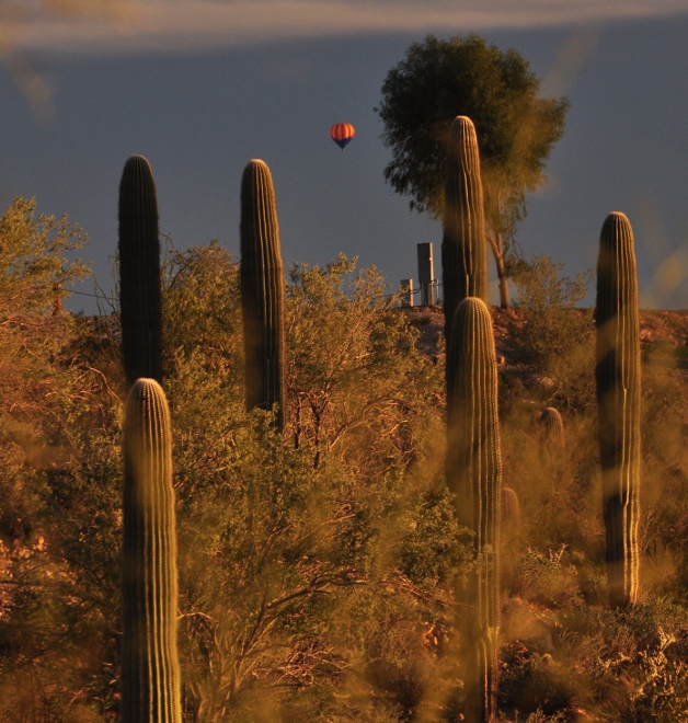 hot air balloons hover in the air